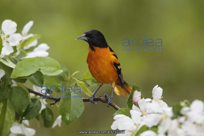 : Baltimore Oriole Icterus galbula Adult male in : Baltimore Oriole Icterus galbula Adult male in