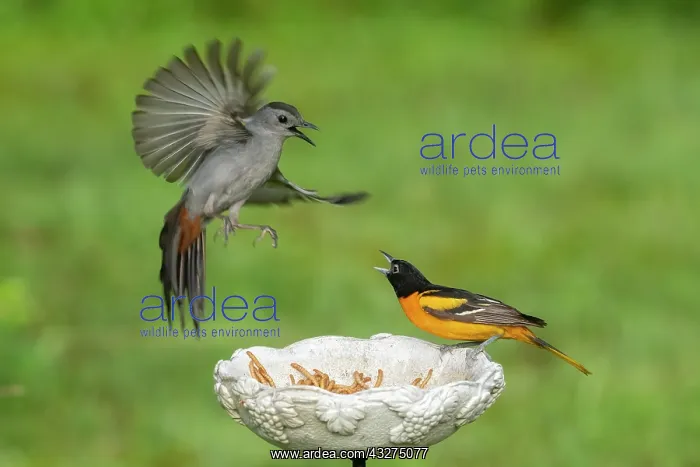 : Baltimore Oriole, Icterus galbula and Catbird at meal worm f : Baltimore Oriole, Icterus galbula and Catbird at meal worm f