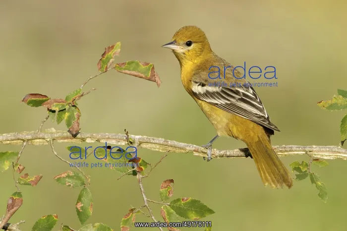 : Baltimore Oriole (Icterus galbula) female : Baltimore Oriole (Icterus galbula) female