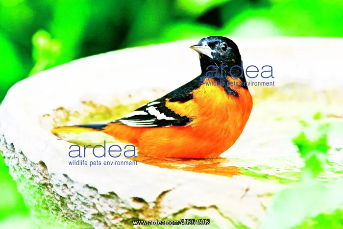 : Baltimore Oriole (Icterus galbula) male : Baltimore Oriole (Icterus galbula) male