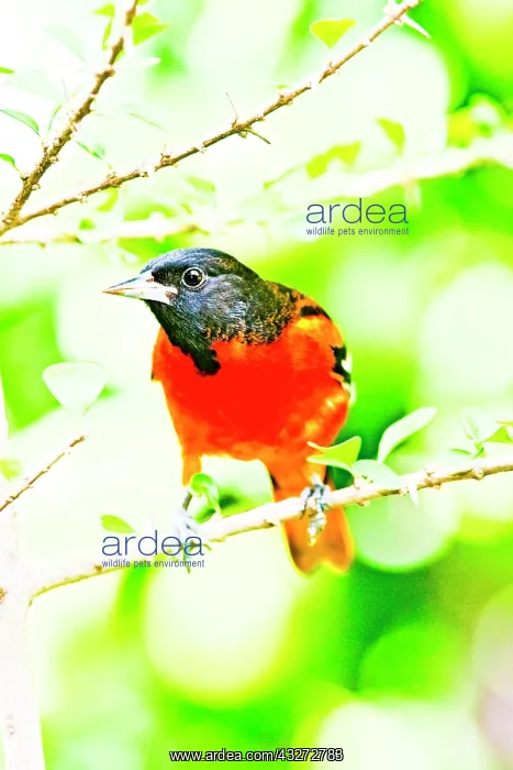 : Baltimore Oriole (Icterus galbula) male : Baltimore Oriole (Icterus galbula) male