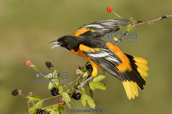 : Baltimore Oriole (Icterus galbula) male, Texas : Baltimore Oriole (Icterus galbula) male, Texas