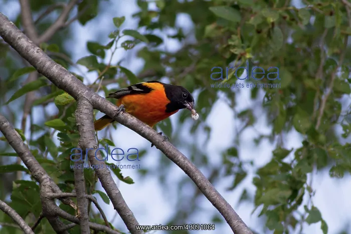 : Baltimore Oriole male : Baltimore Oriole male