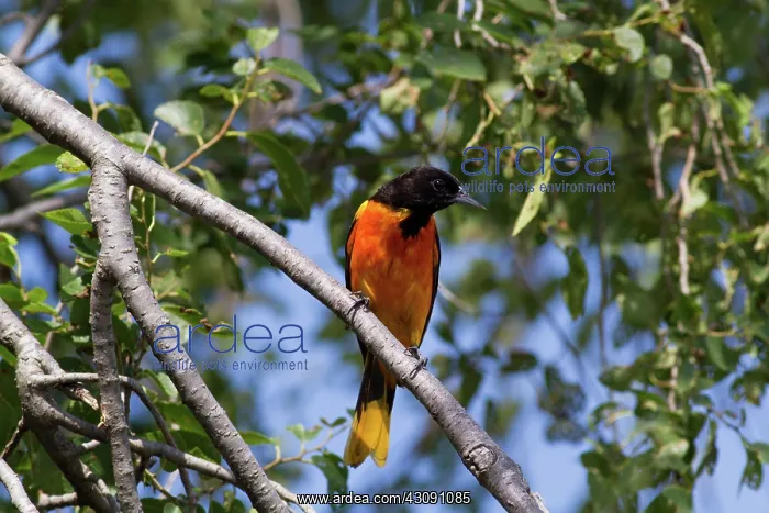 : Baltimore Oriole male : Baltimore Oriole male