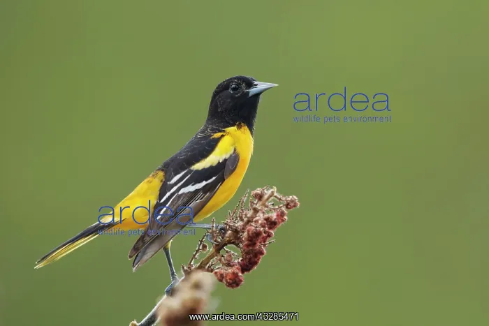 : Baltimore Oriole - male : Baltimore Oriole - male