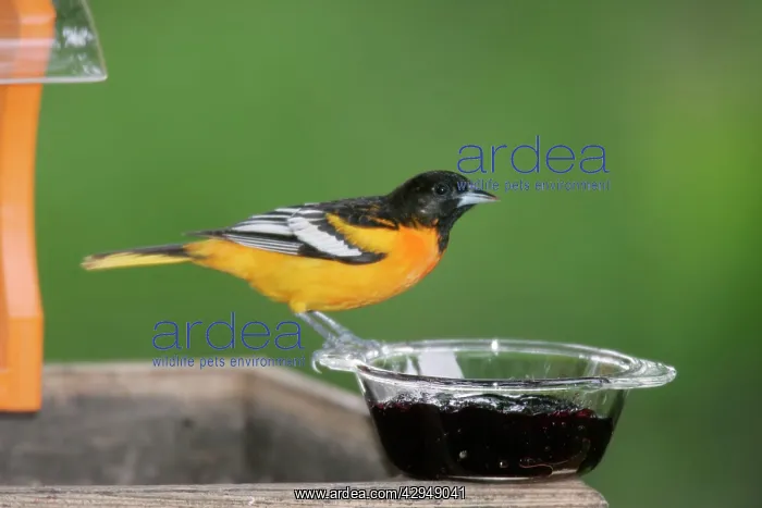 : Baltimore Oriole - male, eating grape jelly : Baltimore Oriole - male, eating grape jelly