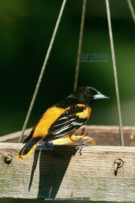 : Baltimore ORIOLE - male at feeder : Baltimore ORIOLE - male at feeder