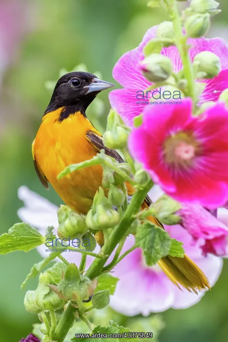 : Baltimore oriole male on hollyhock, Marion County, Illinois : Baltimore oriole male on hollyhock, Marion County, Illinois