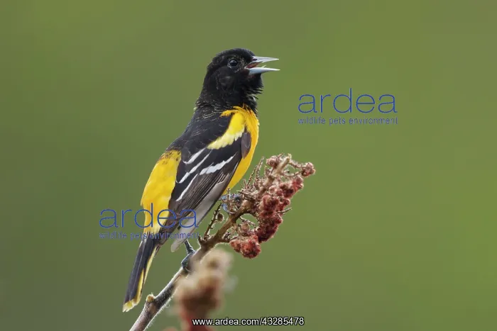 : Baltimore Oriole - male singing in Spring : Baltimore Oriole - male singing in Spring