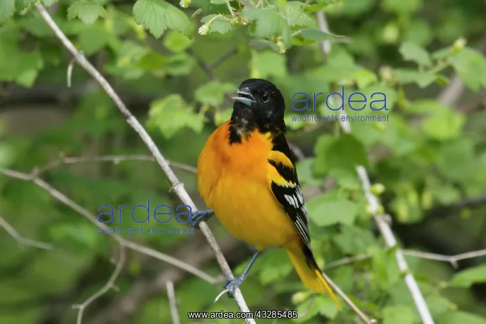 : Baltimore Oriole - male singing in Spring : Baltimore Oriole - male singing in Spring