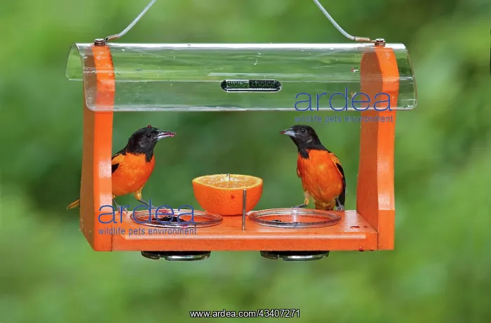 : Baltimore Oriole - males feeding at jelly and fruit feeder : Baltimore Oriole - males feeding at jelly and fruit feeder