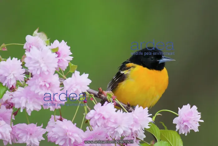 : Baltimore Oriole / Northern Oriole - Male : Baltimore Oriole / Northern Oriole - Male