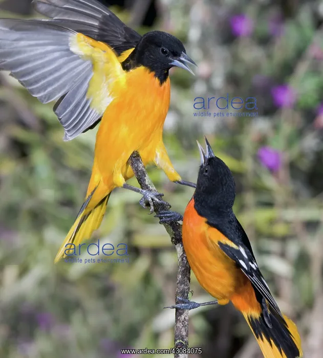 : Baltimore Orioles : Baltimore Orioles