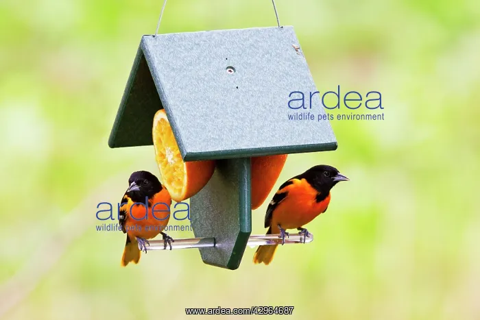 : Baltimore Orioles - two adult males feeding on : Baltimore Orioles - two adult males feeding on