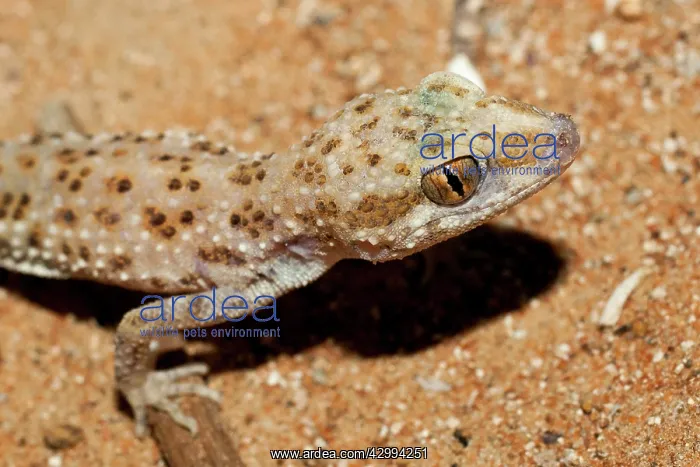 : Baluch Ground Gecko : Baluch Ground Gecko