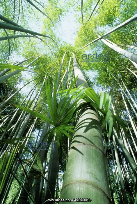 : Bamboo (Phyllostachys pubescens) : Bamboo (Phyllostachys pubescens)