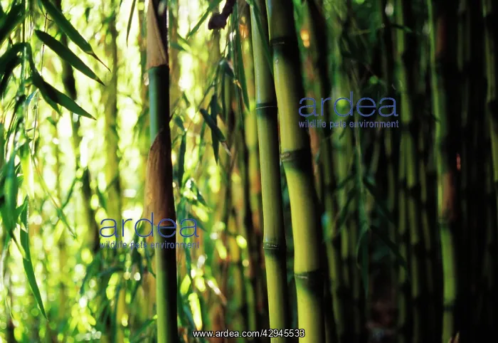 : Bamboo, Phyllostachys aureosulcata : Bamboo, Phyllostachys aureosulcata