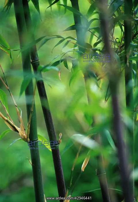 : Bamboo, Black bamboo, Phyllostachys nigra : Bamboo, Black bamboo, Phyllostachys nigra