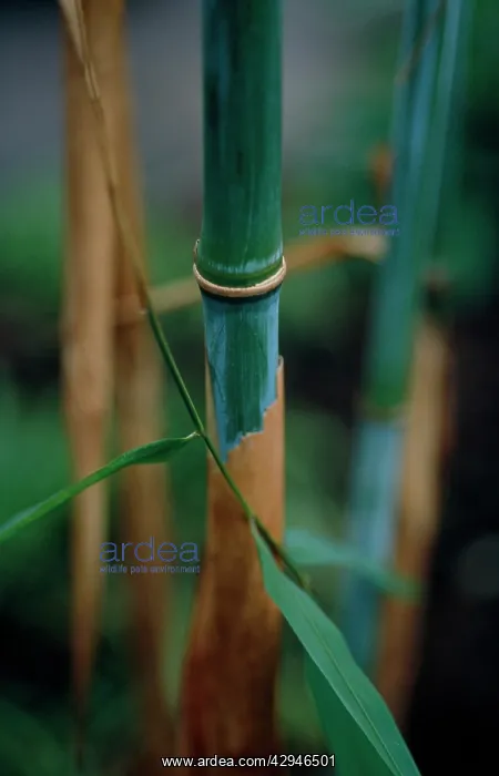: Bamboo, Phyllostachys : Bamboo, Phyllostachys