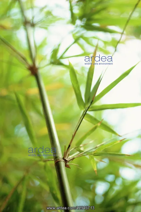 : Bamboo, Phyllostachys bambusoides : Bamboo, Phyllostachys bambusoides