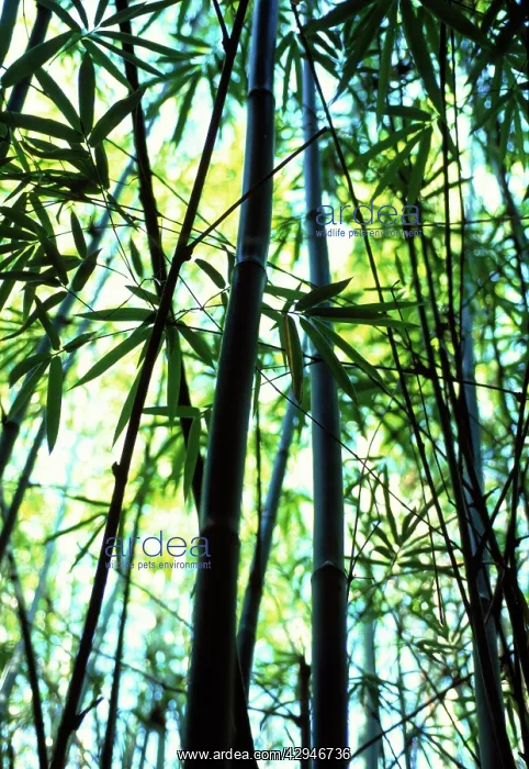 : Bamboo, Black bamboo, Phyllostachys nigra : Bamboo, Black bamboo, Phyllostachys nigra