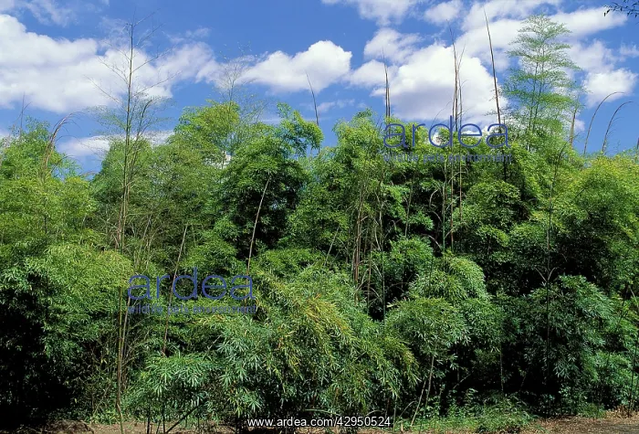 : Bamboo. La Bambouseraie'. Anduze, France : Bamboo. La Bambouseraie'. Anduze, France