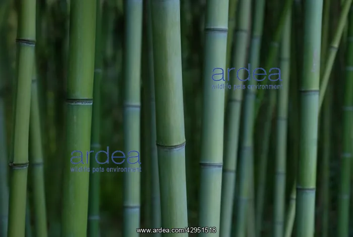 : Bamboo, Beautiful bamboo, Phyllostachys decora : Bamboo, Beautiful bamboo, Phyllostachys decora