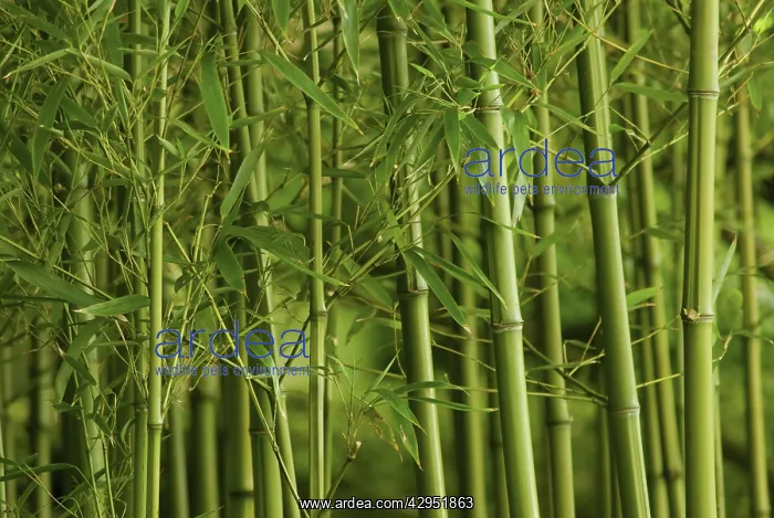 : Bamboo, Phyllostachys vivax : Bamboo, Phyllostachys vivax