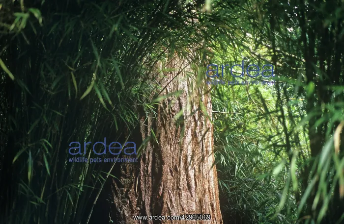 : Bamboo, Phyllostachys : Bamboo, Phyllostachys