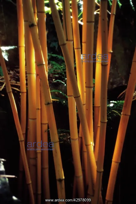 : Bamboo, Phyllostachys viva x Aurecaulis : Bamboo, Phyllostachys viva x Aurecaulis