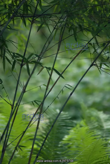 : Bamboo, Bambusa : Bamboo, Bambusa