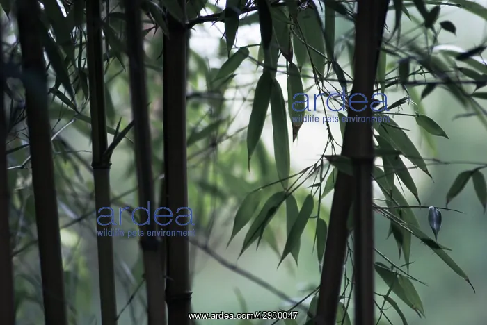 : Bamboo, Black bamboo, Phyllostachys nigra : Bamboo, Black bamboo, Phyllostachys nigra