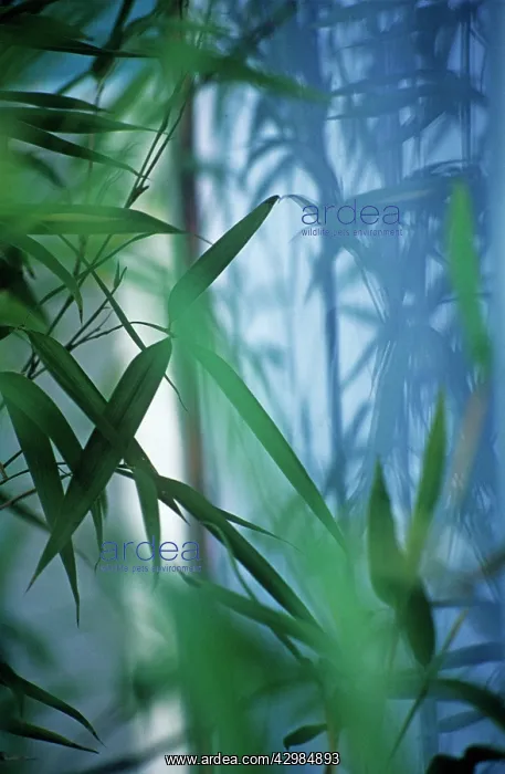 : Bamboo, Phyllostachys : Bamboo, Phyllostachys