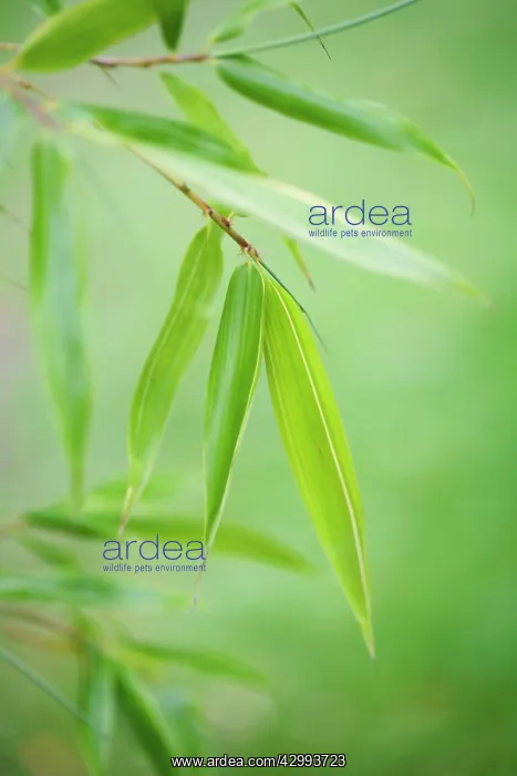  : Bamboo, Phyllostachys bambusoides Castillonii
