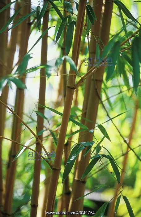 : Bamboo, Phyllostachys viva x Aurecaulis : Bamboo, Phyllostachys viva x Aurecaulis