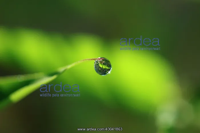 : Bamboo, Phyllostachys : Bamboo, Phyllostachys