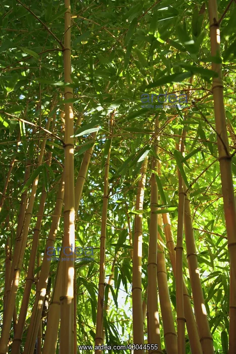 : Bamboo, Phyllostachys vivax Aureocaulis : Bamboo, Phyllostachys vivax Aureocaulis