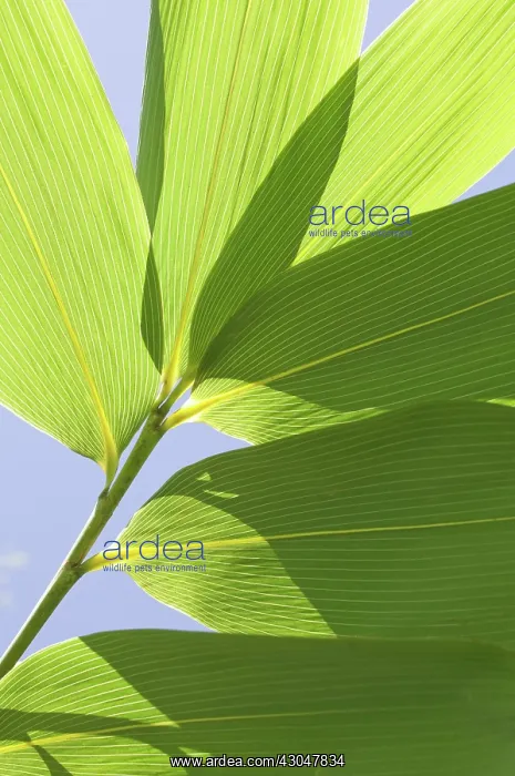 : Bamboo, Bambusa : Bamboo, Bambusa