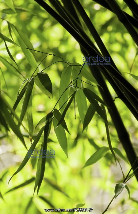 : Bamboo, Black bamboo, Phyllostachys nigra : Bamboo, Black bamboo, Phyllostachys nigra