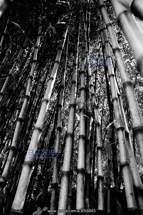 : Bamboo, Bambusa : Bamboo, Bambusa