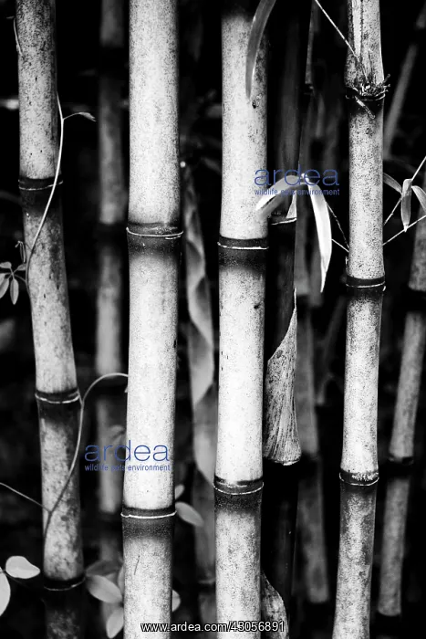 : Bamboo, Bambusa : Bamboo, Bambusa