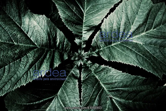 : Bamboo, Bambusa : Bamboo, Bambusa