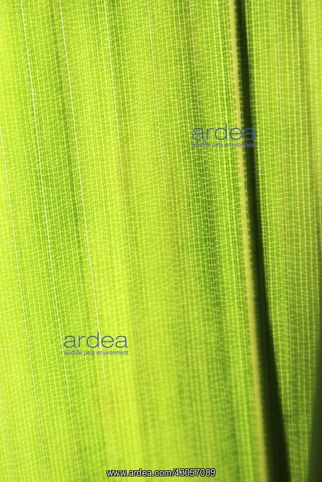 : Bamboo, Pseudosasa japonica : Bamboo, Pseudosasa japonica