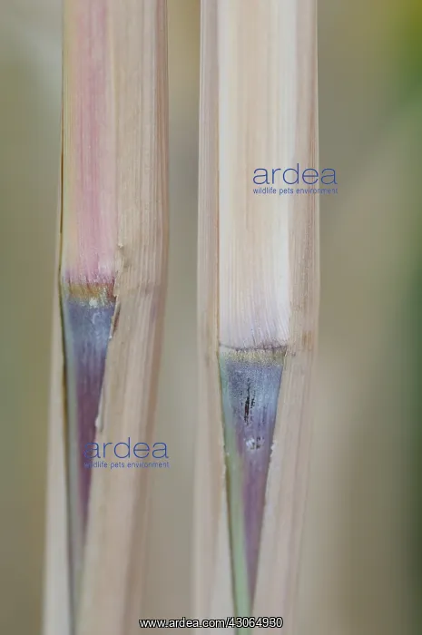 : Bamboo, Bambusa : Bamboo, Bambusa