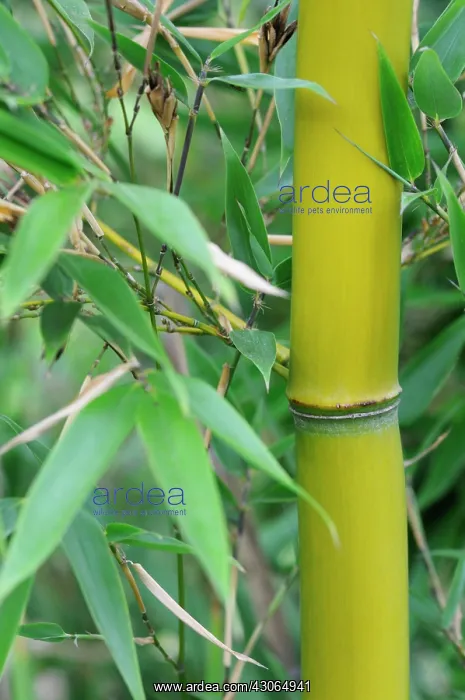 : Bamboo, Bambusa : Bamboo, Bambusa