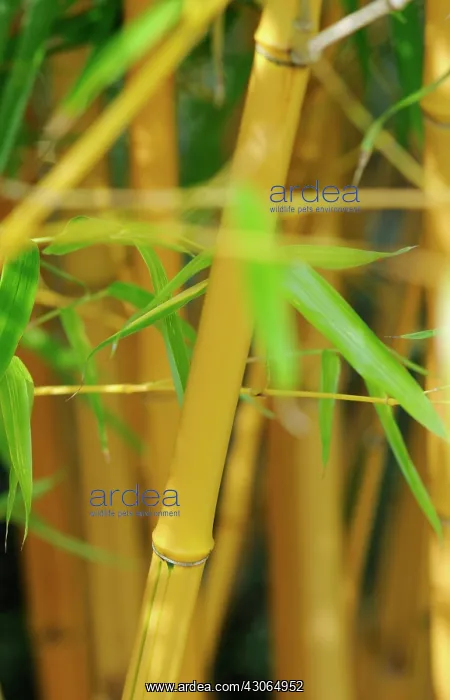 : Bamboo, Bambusa : Bamboo, Bambusa