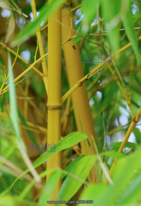 : Bamboo, Bambusa : Bamboo, Bambusa