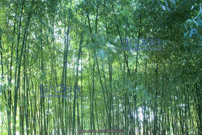 : Bamboo, Phyllostachys : Bamboo, Phyllostachys