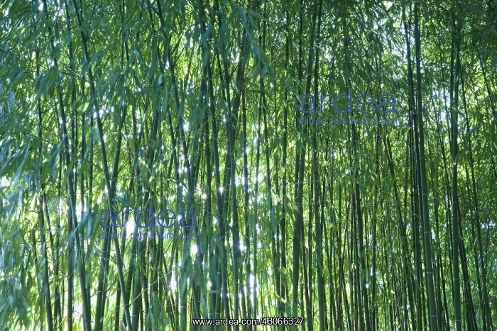 : Bamboo, Phyllostachys : Bamboo, Phyllostachys