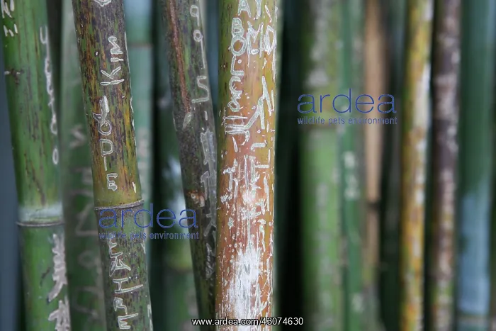 : Bamboo, Phyllostachys : Bamboo, Phyllostachys